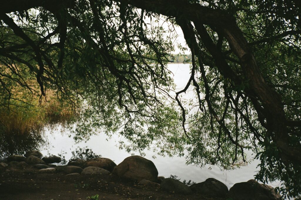The branches of a tree hang low to the ground, barely touching the surface of the water beneath it. A lake stretches out into the distance, and it seems that the greenery is slowly fading to yellow.